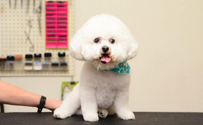 A Daily Develop For Loss http://aknoahsark.com/noahs-ark-grooming.html of life Within Skirt Poodles