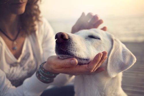 lady petting a dog