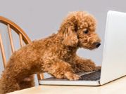 Dog with laptop