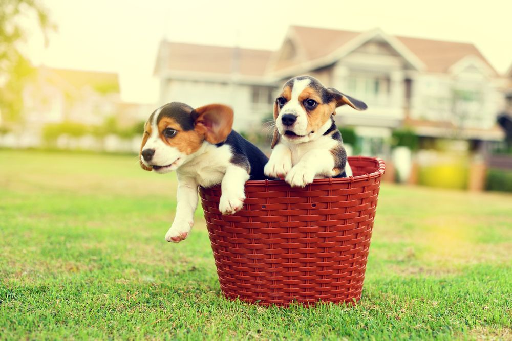 two dogs in a basket