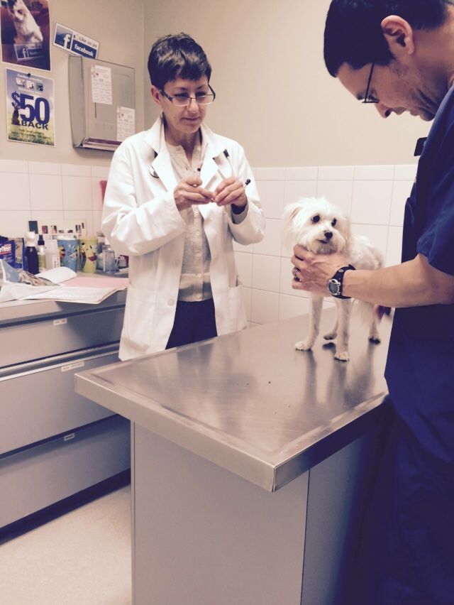 pet travel health certificate form broad river animal hospital
