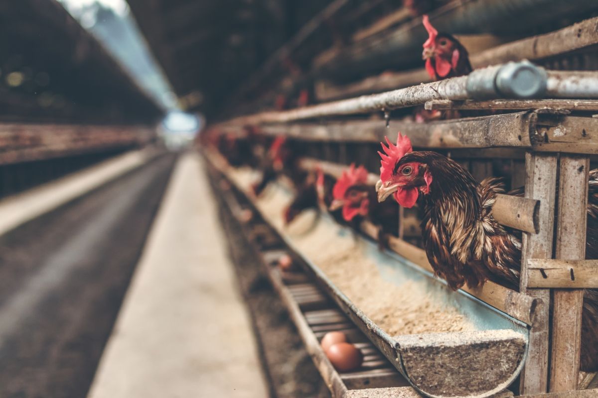 ‘Unstoppable’ bird flu epidemic causes growing alarm among Dutch farmers