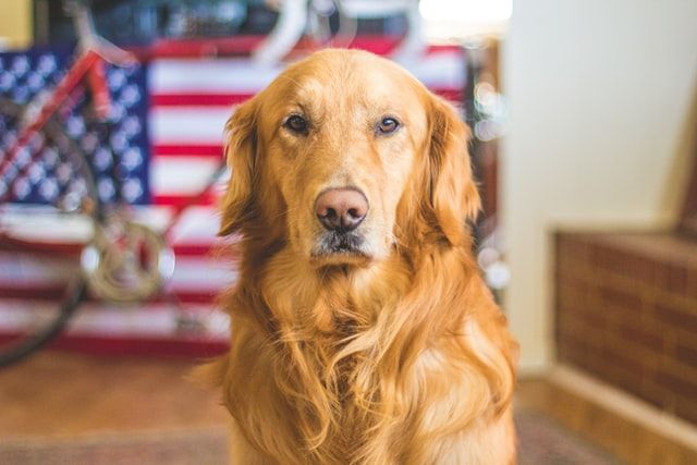 More veterans with PTSD will soon get help from service dogs. Thank the 'PAWS' Act