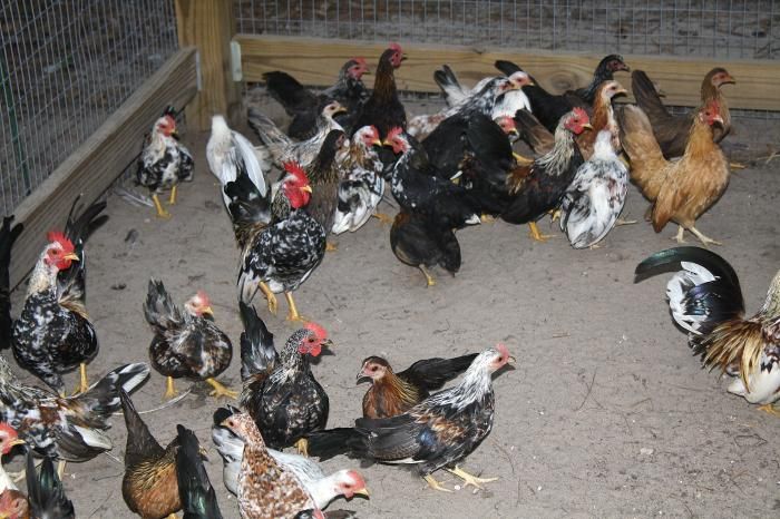 High-path avian flu strikes Colorado flock