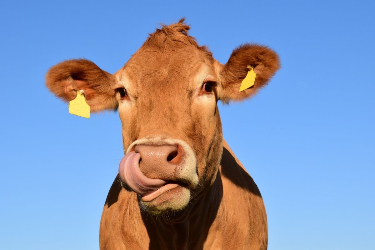 Antibiotic-resistant bacteria found in cattle