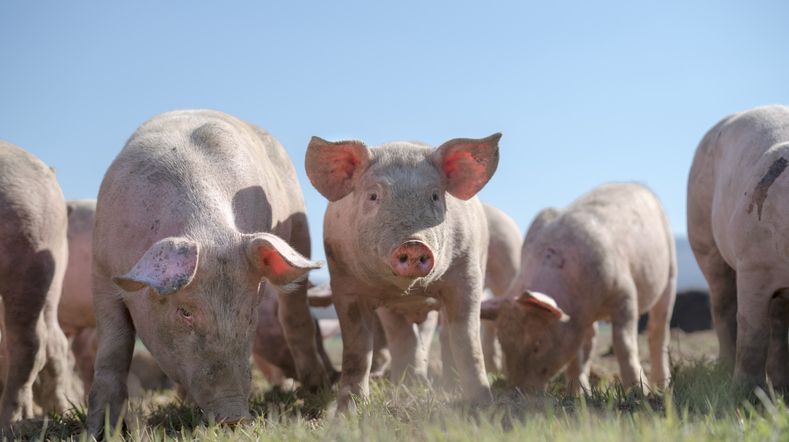 U.S. Pledges up to $500 Million to Prevent African Swine Fever
