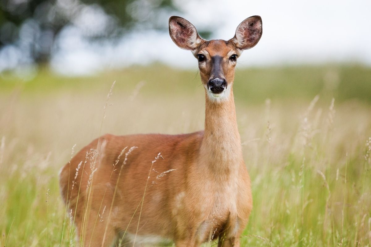 A third of Ohio deer test positive for COVID-19 virus