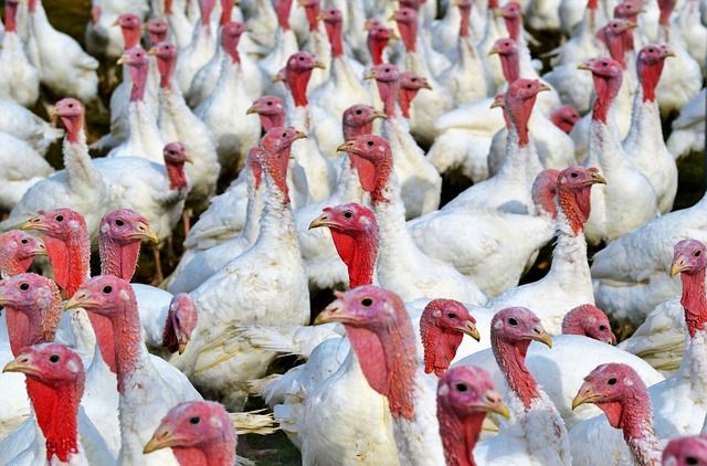 Midwest turkey flocks bear brunt of growing avian flu outbreaks