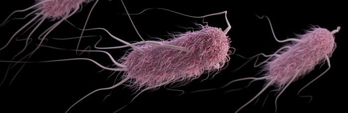 The survival of Escherichia coli in an aerosol at air temperatures of 15 and 30 degrees C and a range of humidities.