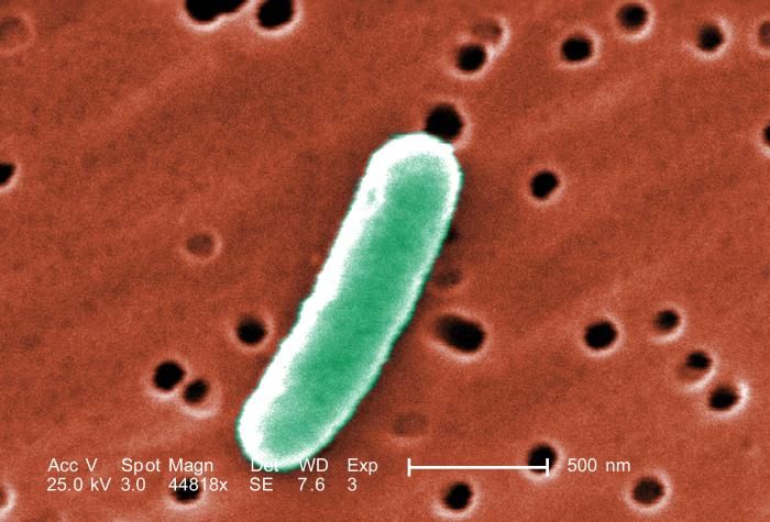 How E.coli spreads: