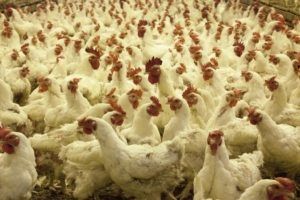 China Reports Human H5N6 Avian Influenza Death In Guangxi
