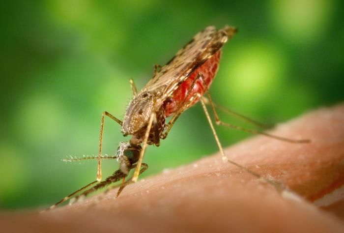 WHO recommends groundbreaking malaria vaccine for children at risk