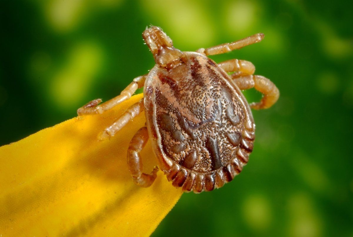 Johns Hopkins team creates Lyme and tick-borne disease dashboard