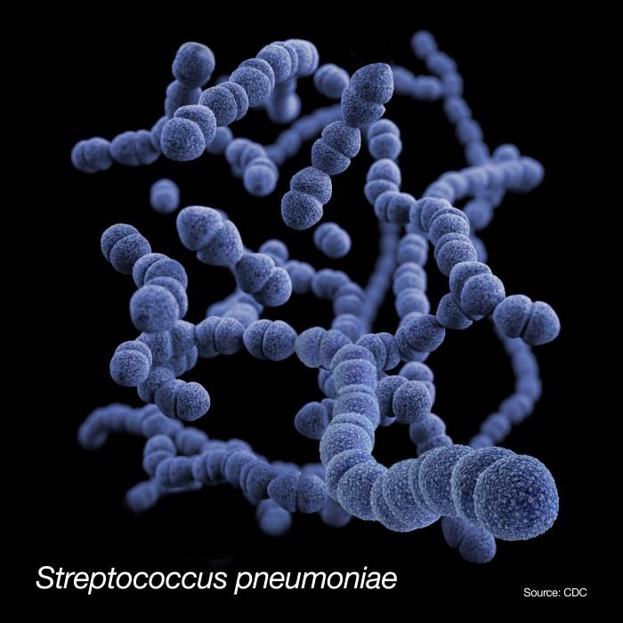 Prevention of COVID-19 among older adults receiving pneumococcal conjugate vaccine suggests interactions between Streptococcus pneumoniae and SARS-CoV-2 in the respiratory tract