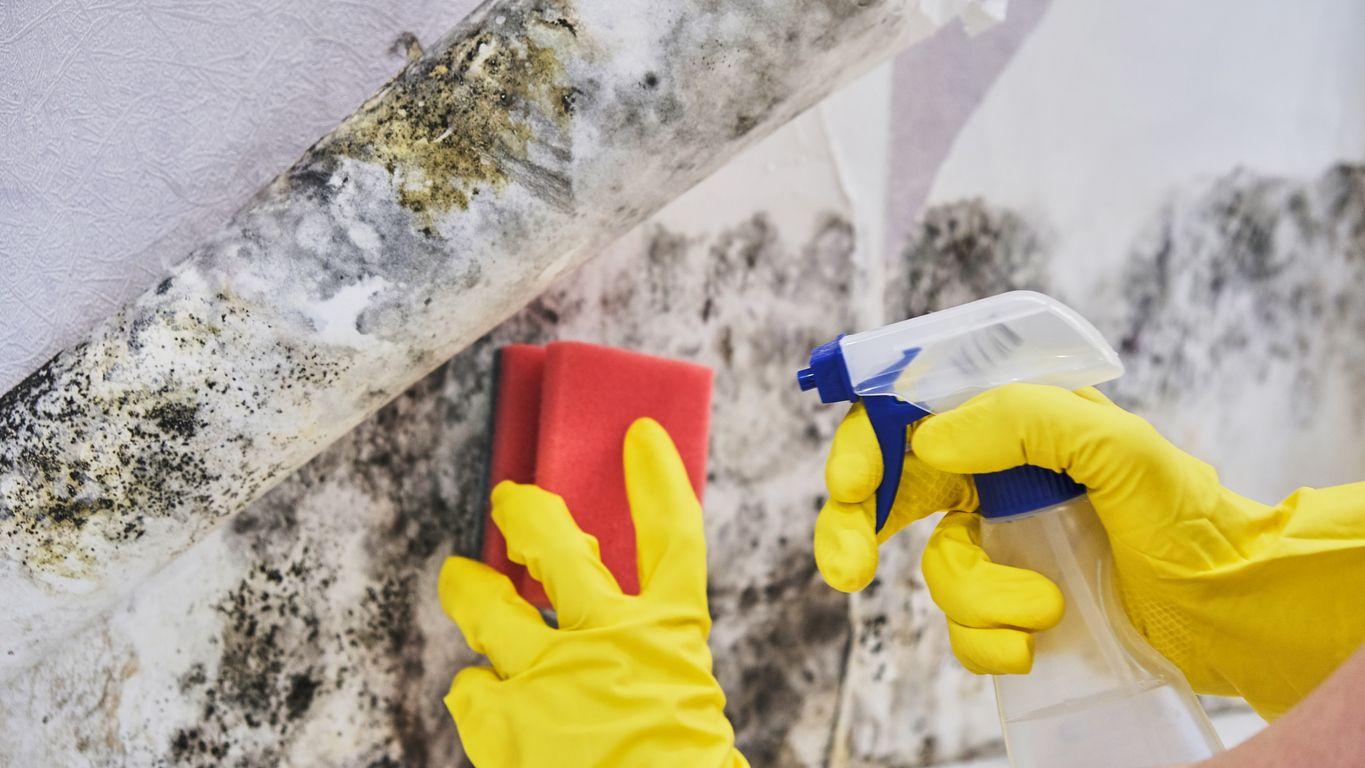 Could you have mold in your home?