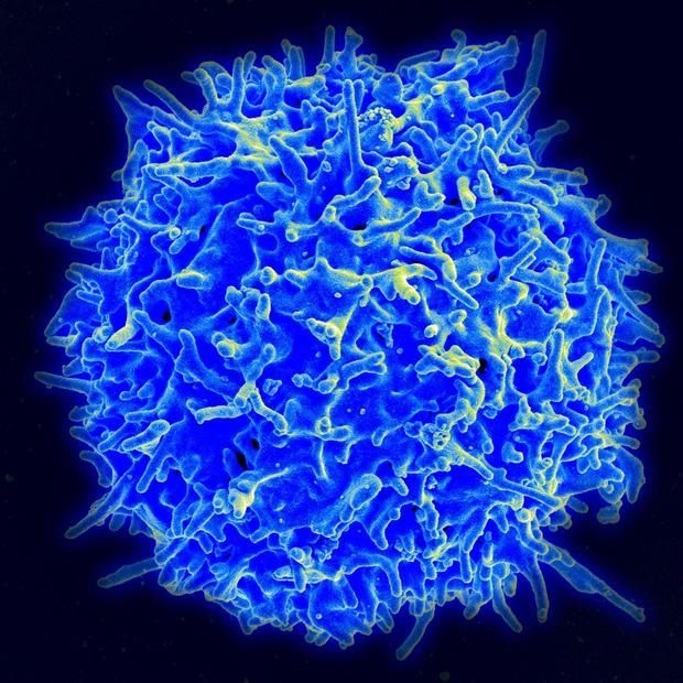 T-cell 'training grounds' behind robust immune system response seen in adenovirus vaccine