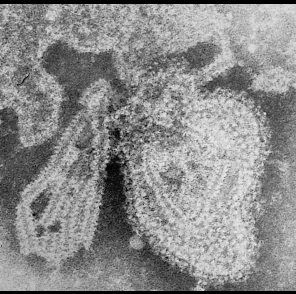 Beyond coronavirus: the virus discoveries transforming biology