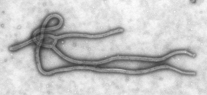Source of Ivory Coast Ebola case probed