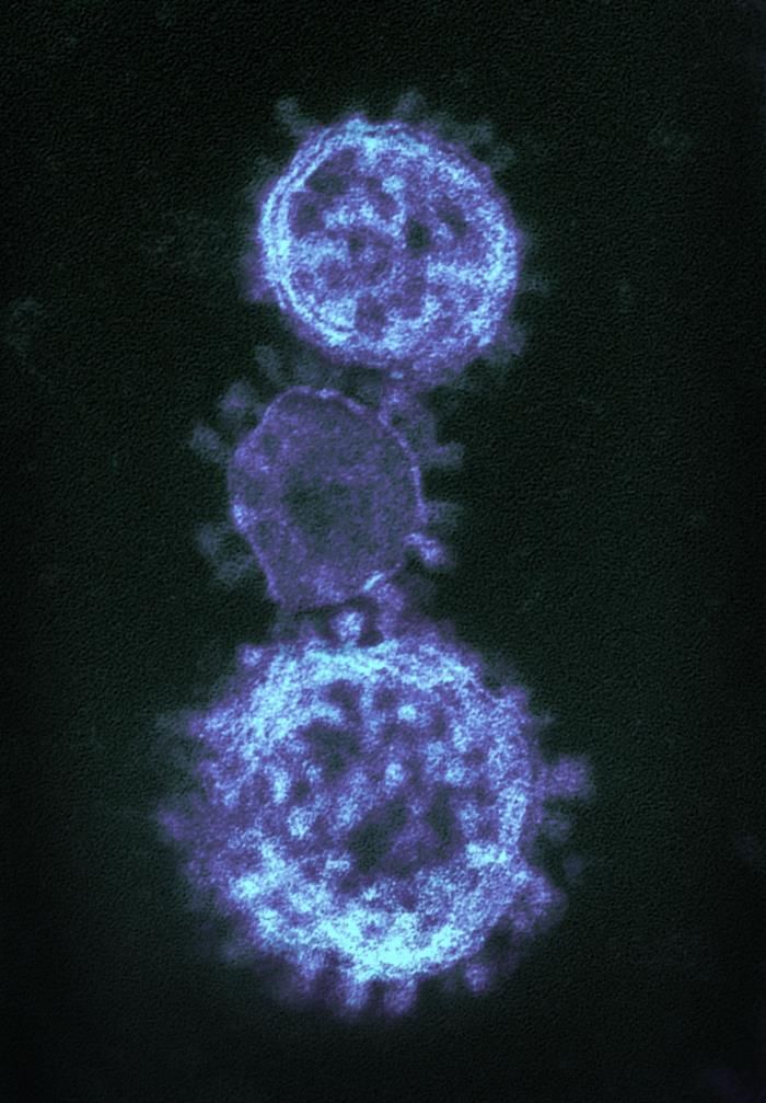 Naturally occurring mutations of SARS-CoV-2 main protease confer drug resistance to nirmatrelvir