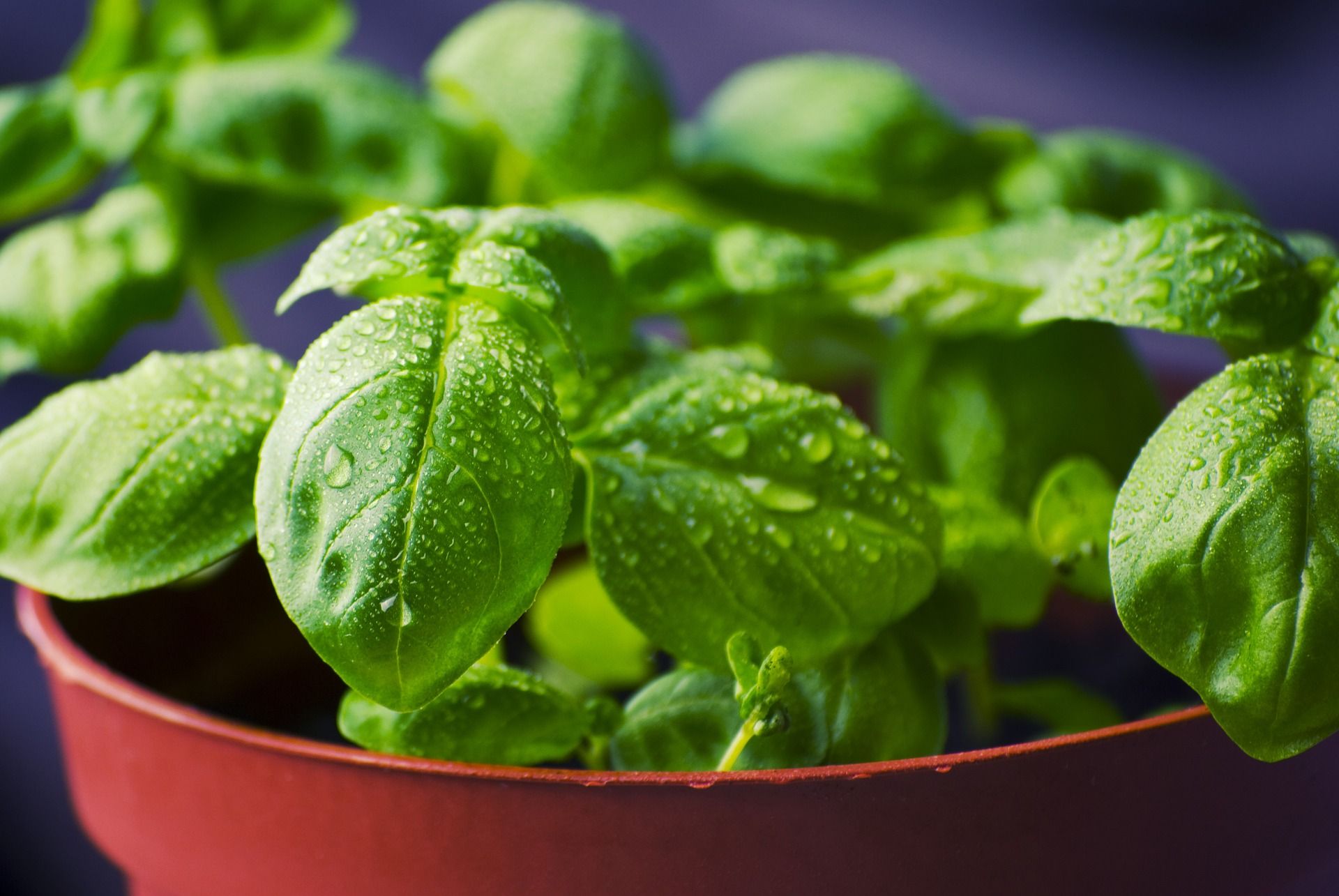 Natural compound in basil may protect against Alzheimer's disease pathology