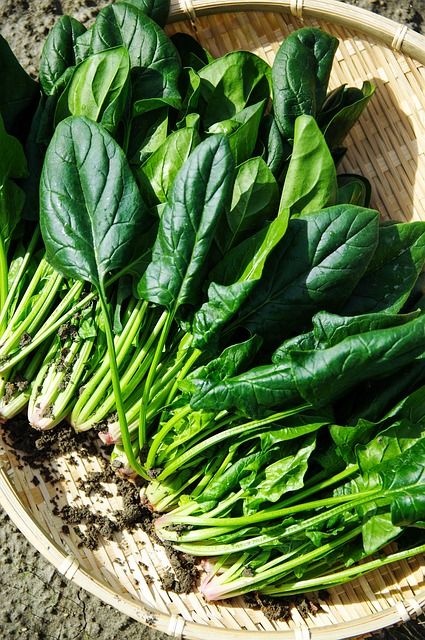 Eating spinach could protect against colon cancer