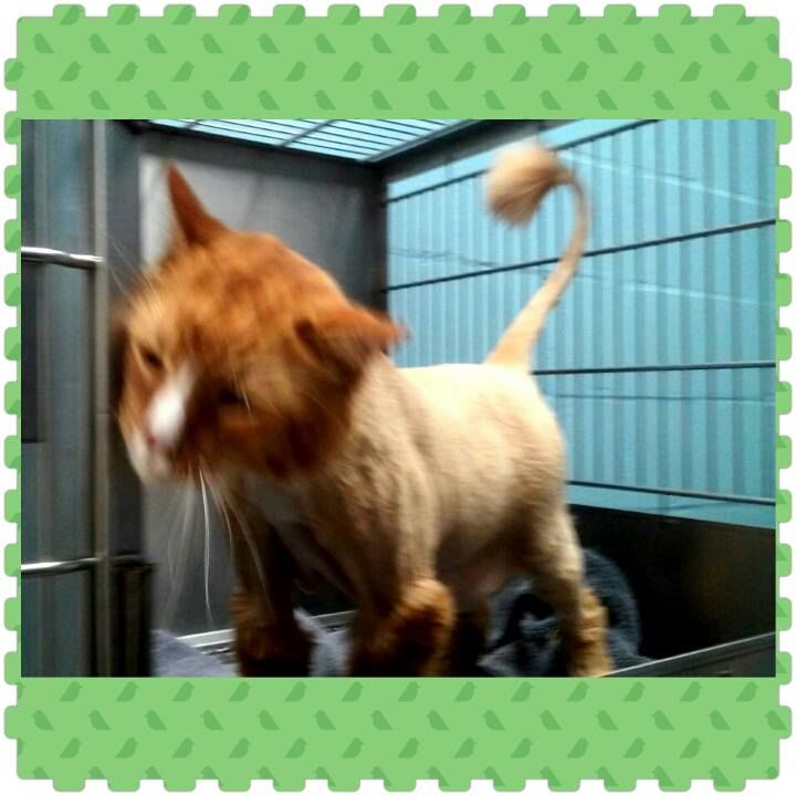 Pet Grooming in Gainesville FL at Prestige Pet Resort & Spa Pet Grooming in Gainesville FL at Prestige Pet Resort & Spa