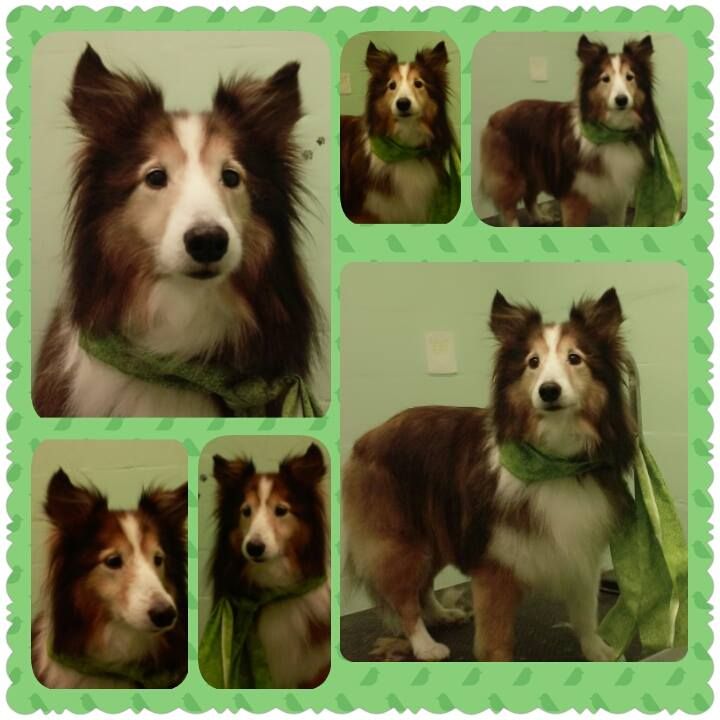 Pet Grooming in Gainesville FL at Prestige Pet Resort & Spa