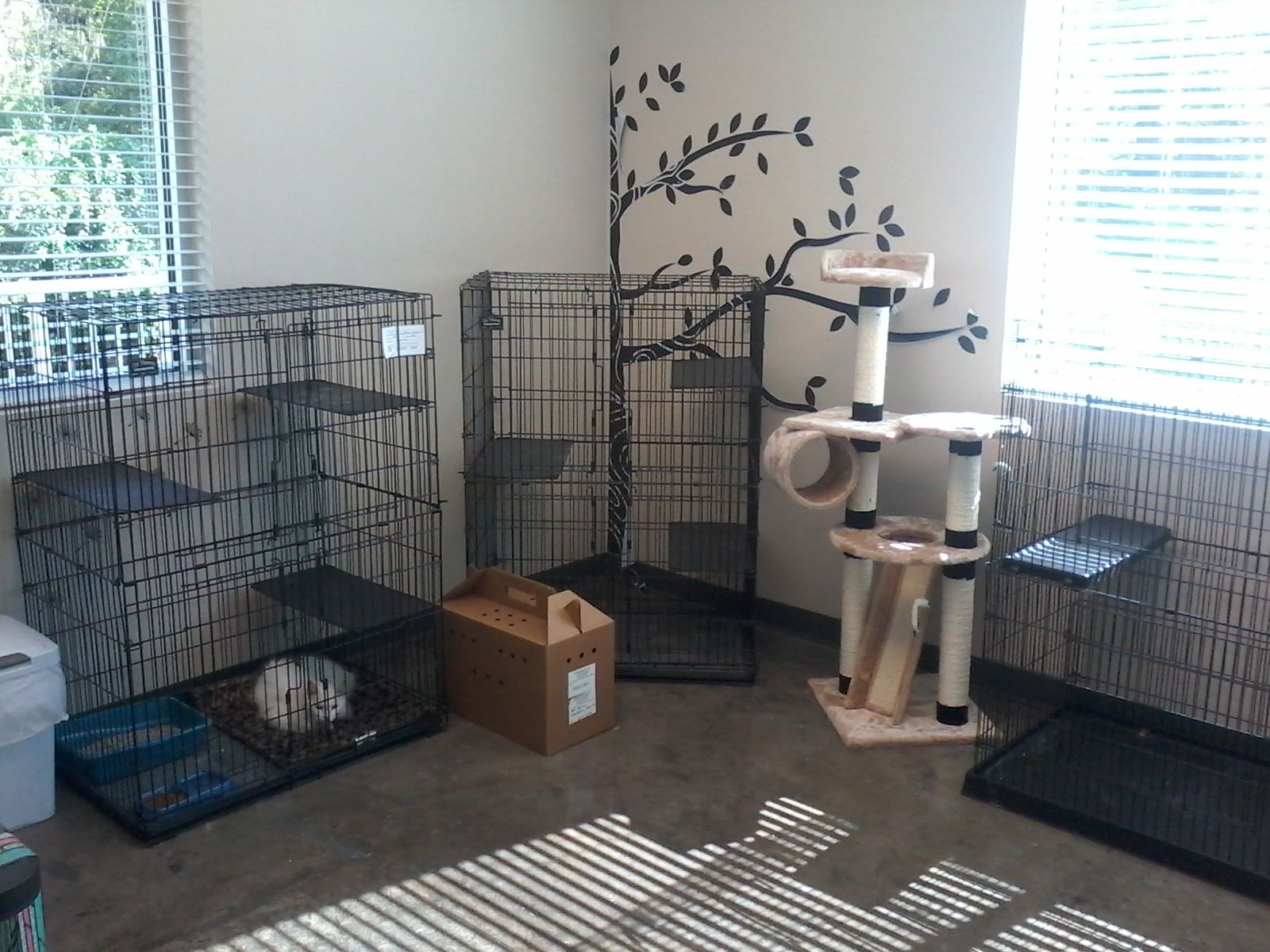 Pet Boarding in Gainesville FL at Prestige Pet Resort & Spa