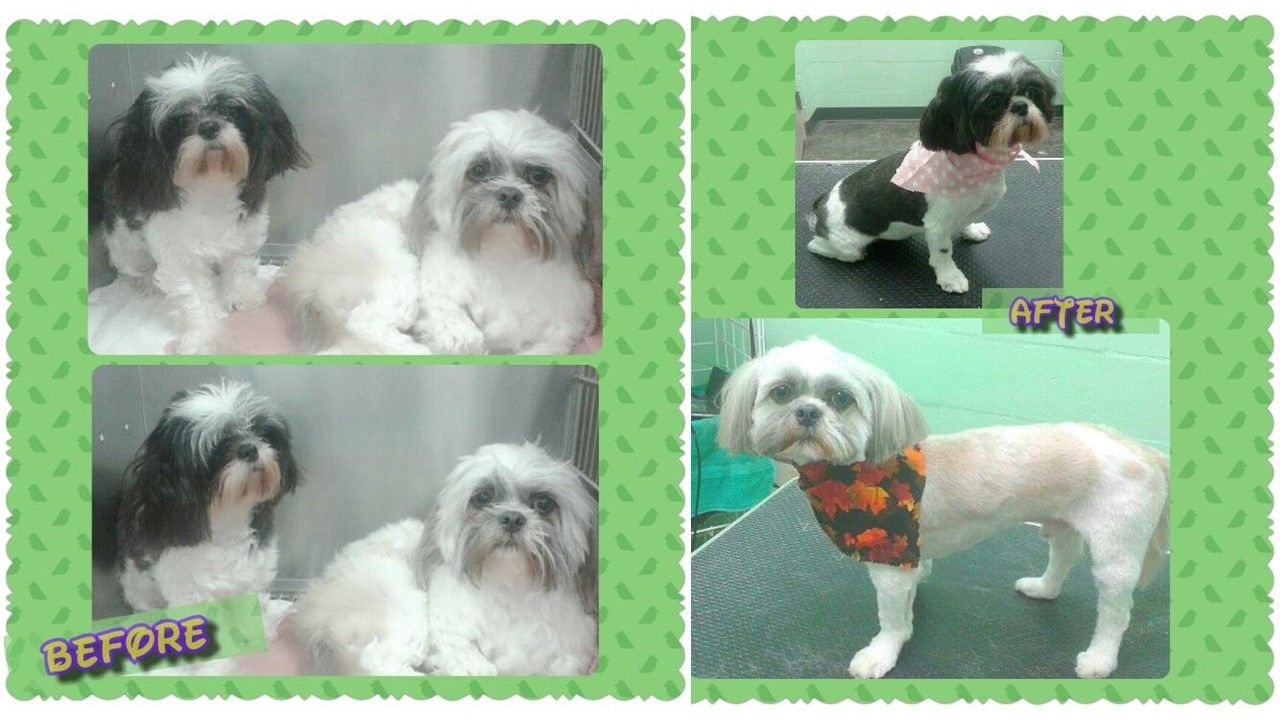 Pet Grooming in Gainesville FL at Prestige Pet Resort & Spa