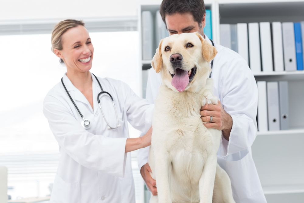 Why It’s Important to Vaccinate your Pet