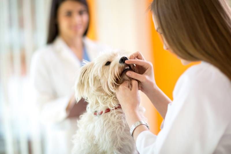 What Are the Most Common Dental Diseases for Dogs and Cats?