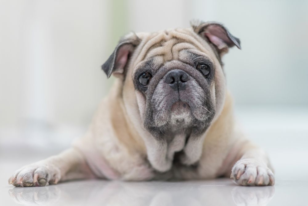 When to Take Your Dog to the Vet for Diarrhea