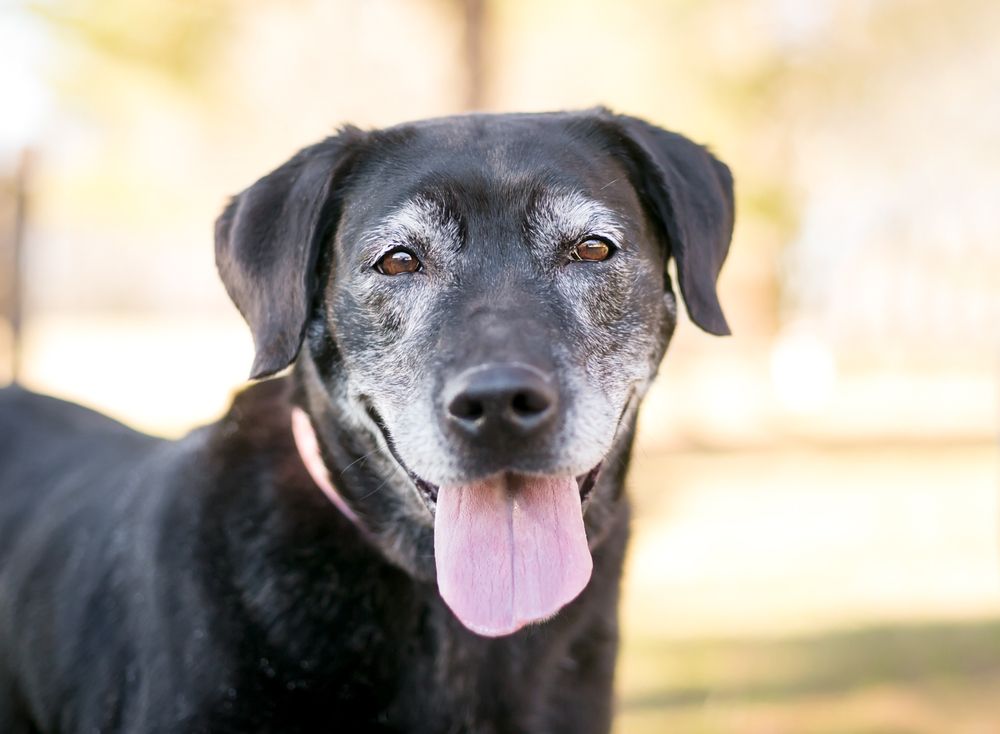5 Common Health Issues in Senior Dogs: How to Spot Them Early