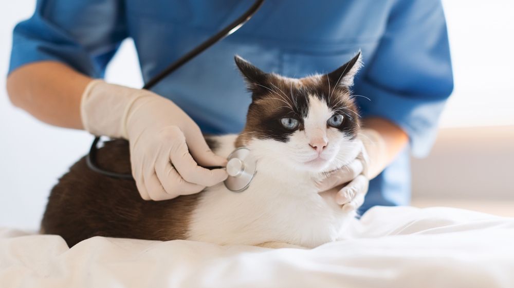 How to Navigate Age-Related Changes with Senior Pet Wellness Exams