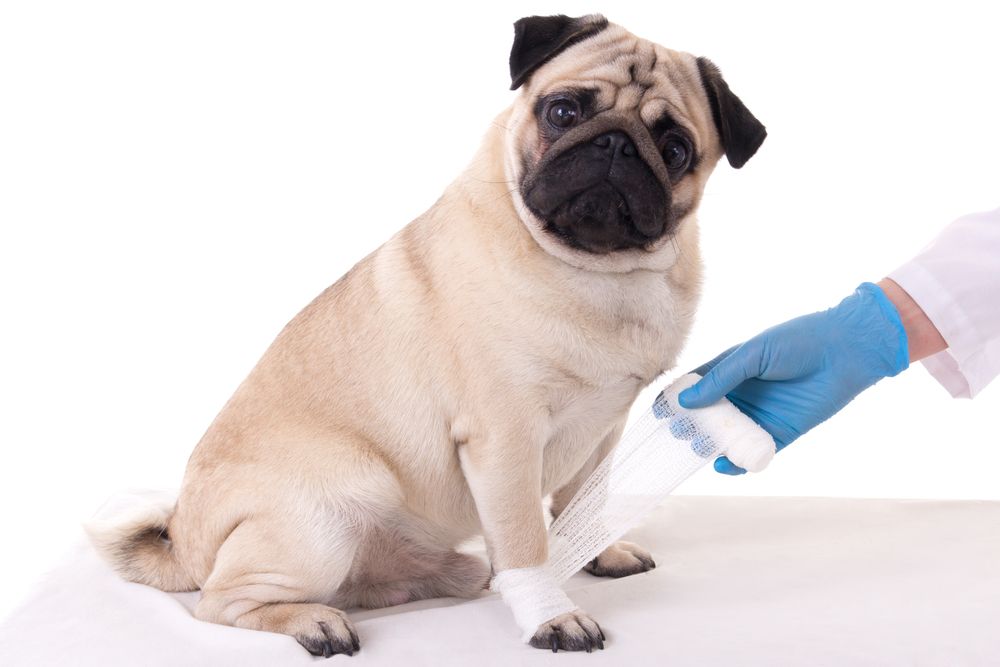 Pet First Aid: Essential Knowledge and Skills for Handling Emergencies