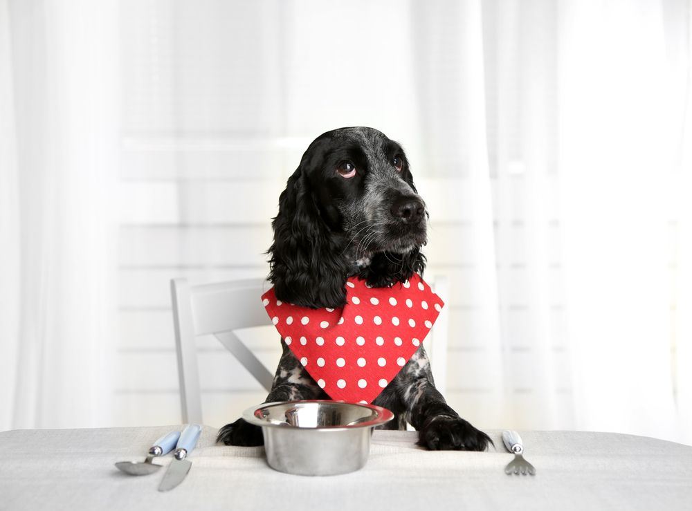 Diet and Nutrition for Dogs: What to Feed Them and What to Avoid