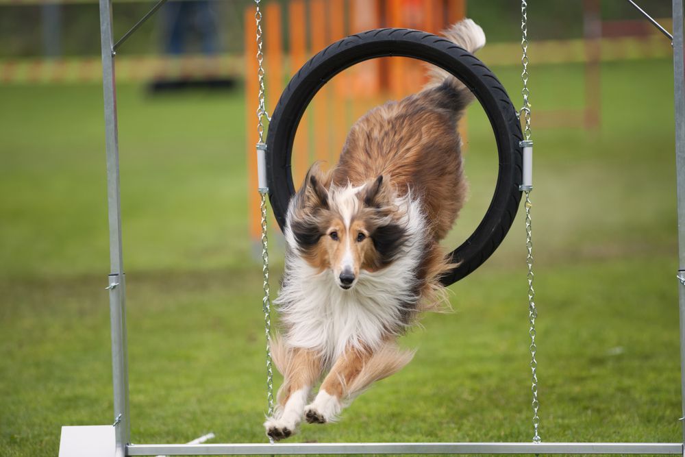 Nutritional Needs of Sporting Dogs: Fueling Performance and Supporting Recovery