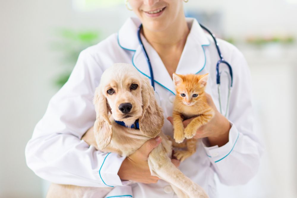 What Happens if your Pet Misses a Vaccination?
