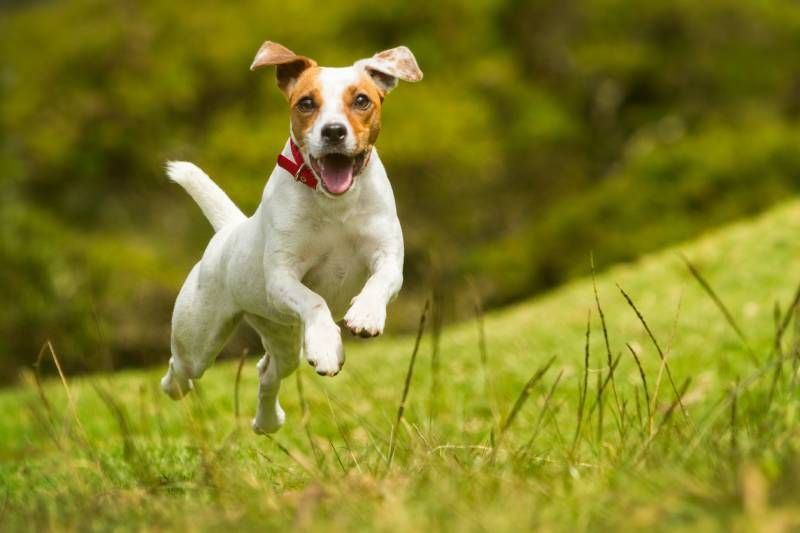 happy running dog