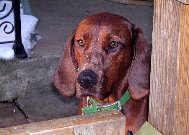 abby the coonhound