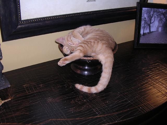 cat in a bowl