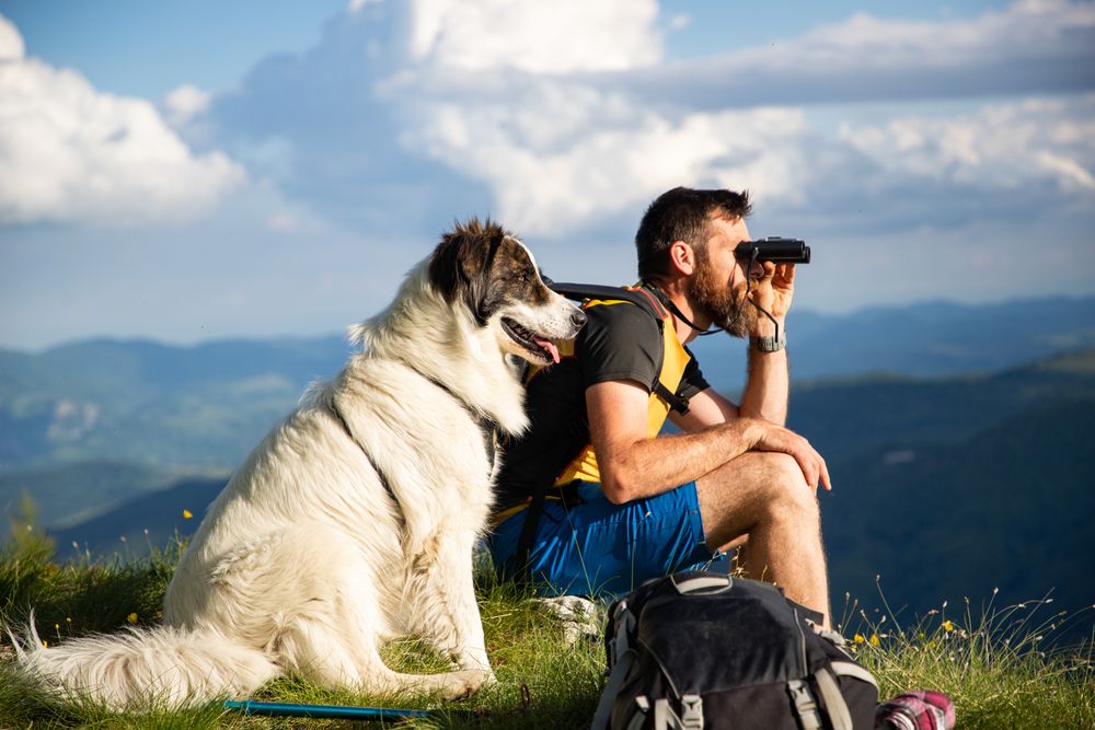 Exploring the Wildlife of Kofa National Wildlife Refuge With Your Dog