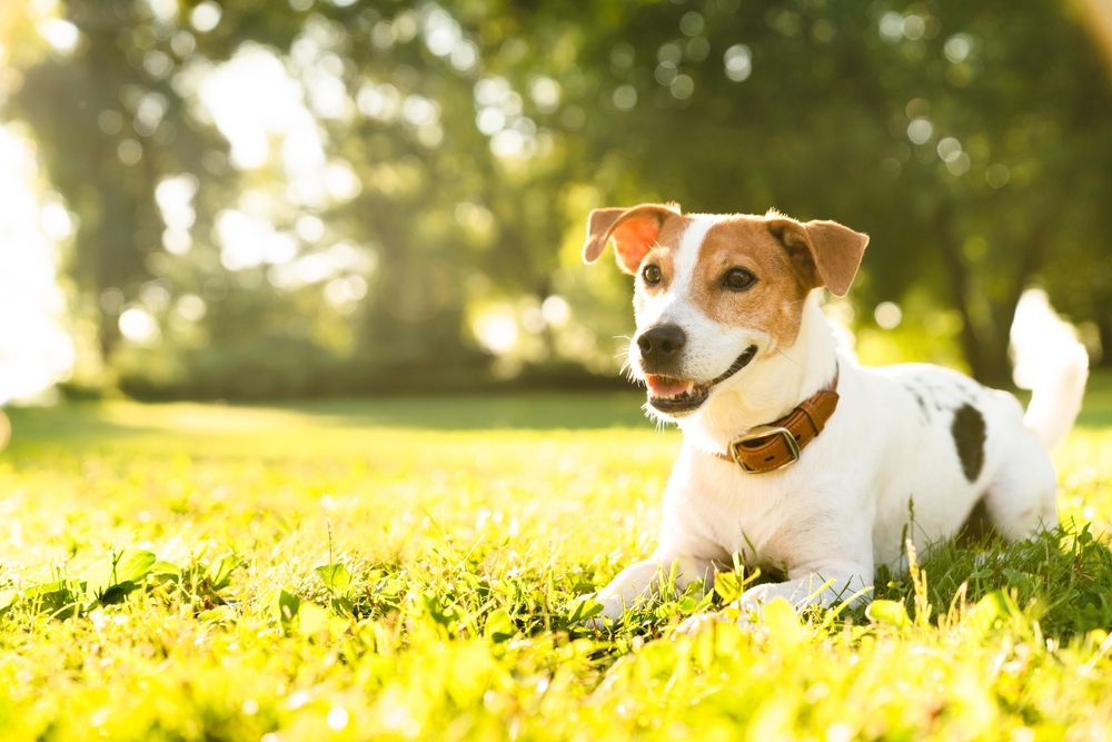 Essential Tips for Summer Pet Care in the Yuma Heat