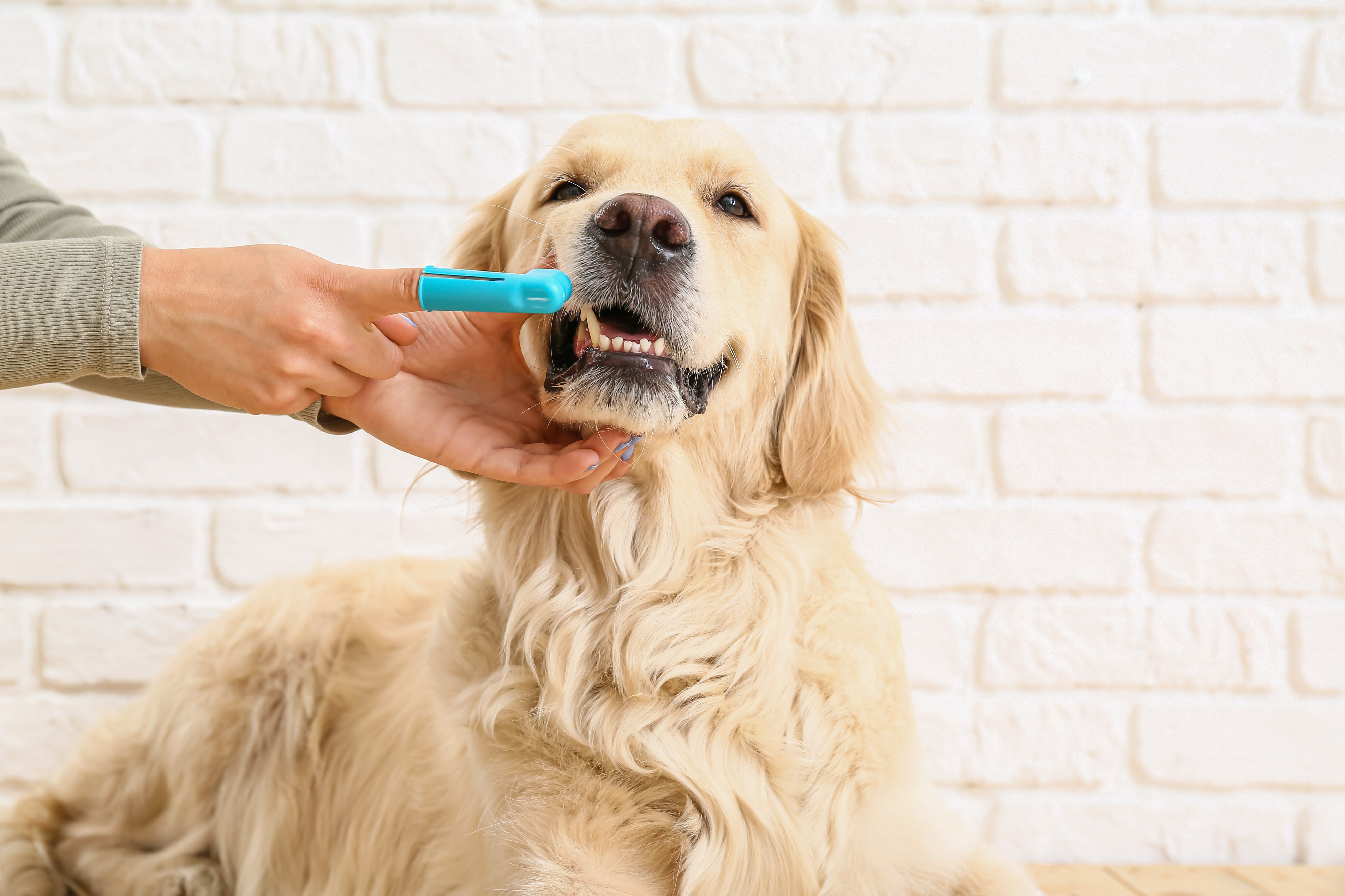 5 Dog Dental Care Tips Your Yuma Vet Suggests