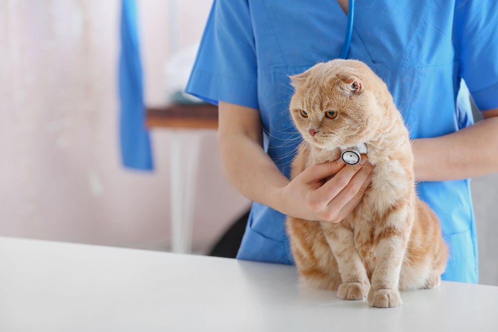 The Importance of an Annual Pet Exam