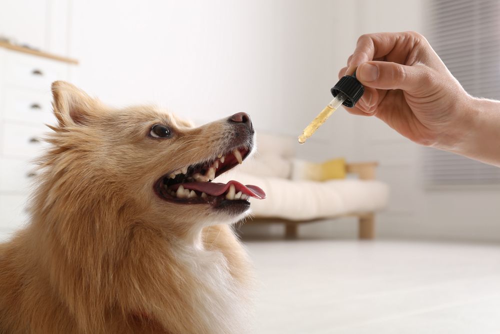 Medication Options for Pain Relief in Dogs and Cats