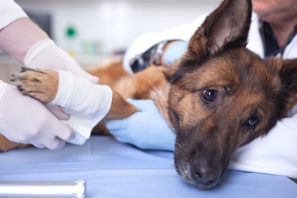 What are Common Pet Emergencies?