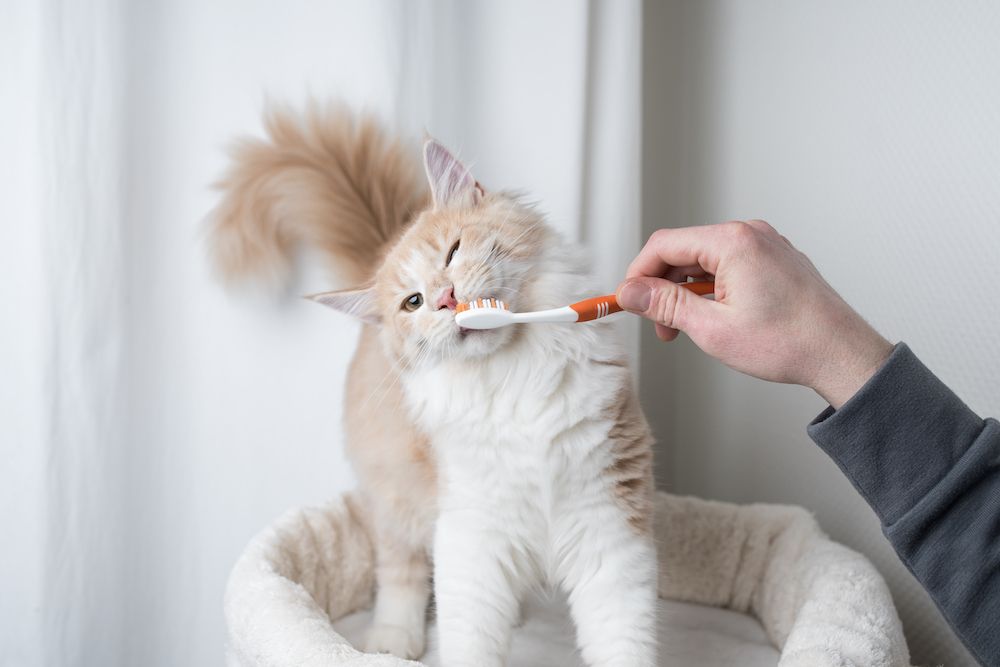 How Often Do Pets Need a Professional Dental Cleaning?