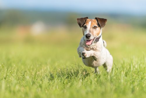Do Dogs Really Need Flea and Tick Medicine?