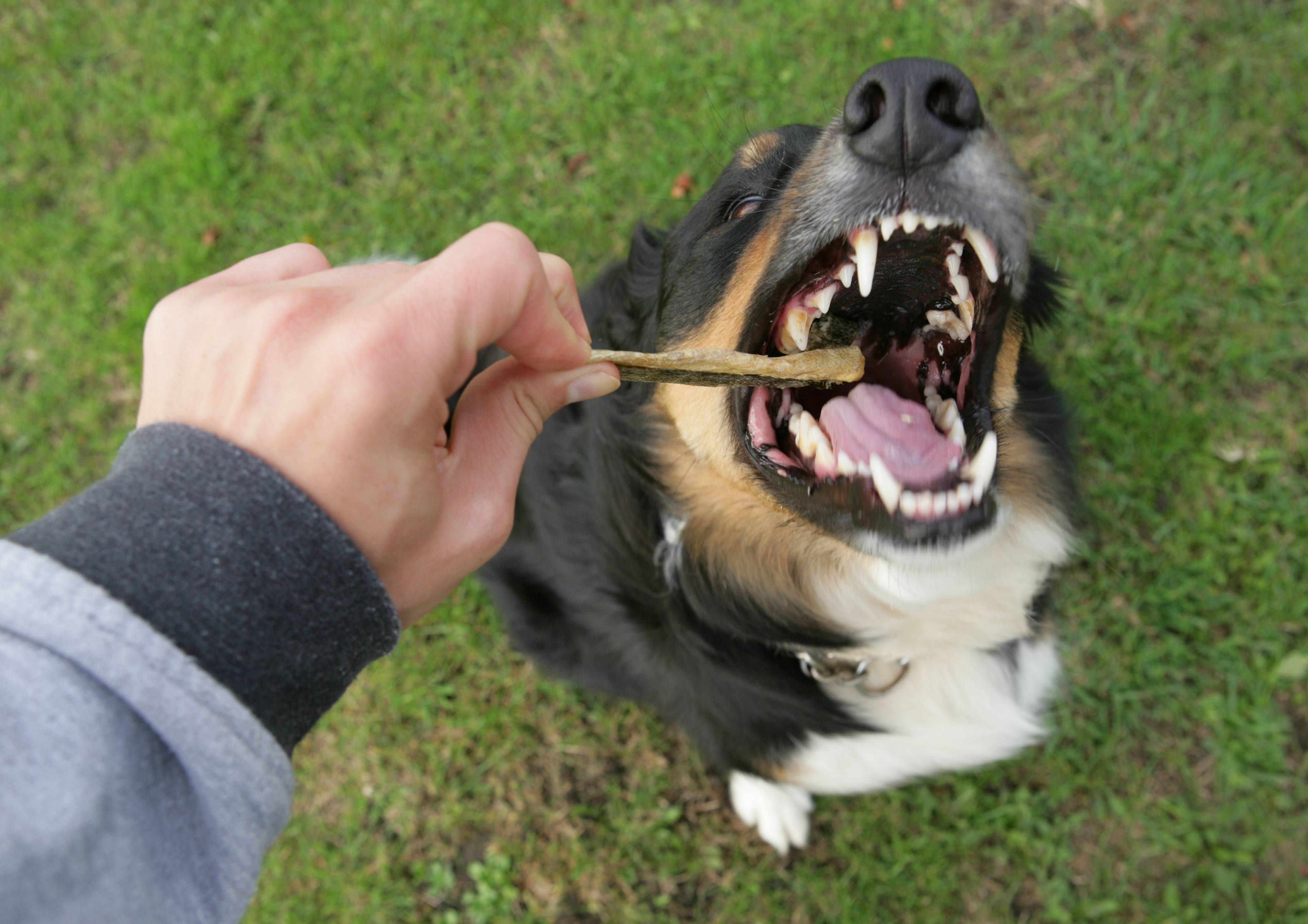 Keeping Your Pet’s Teeth Clean Is Important to Their Overall Health